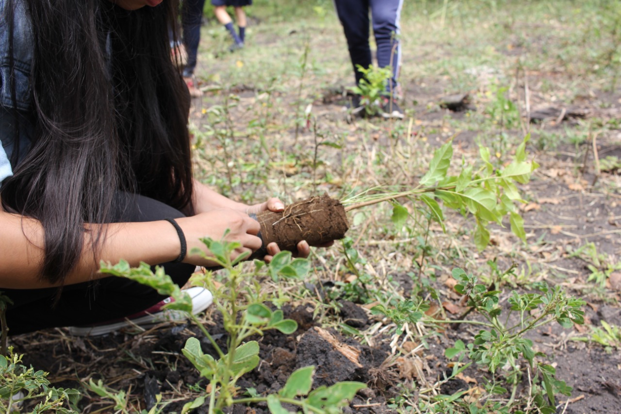 Reforesta2